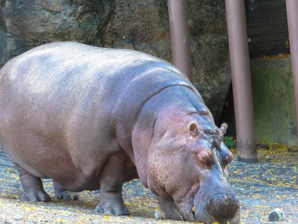 Hippo at Philadelphia Zoo