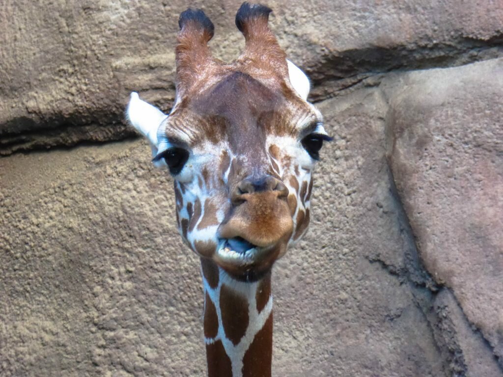 Giraffe at Philadelphia Zoo