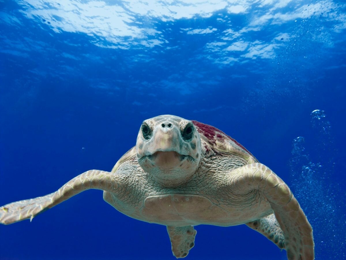 loggerhead turtles