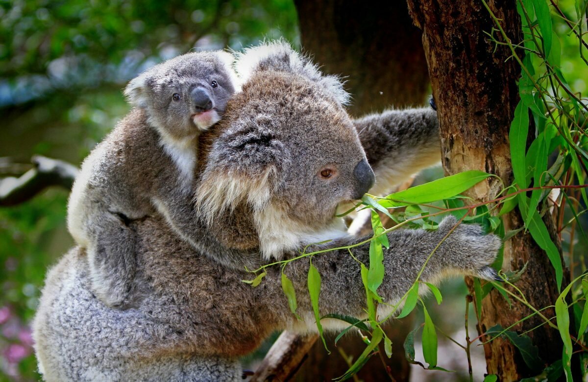 koala in australia