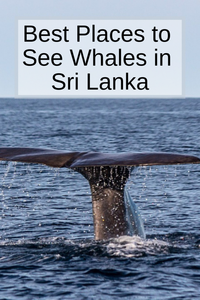 Whale watching in Sri Lanka is one of the best things to do when touring Sri Lanka but it doesnt always turn out to be fun!! ǀ best places to see whales in Sri Lanka ǀ whales in mirissa ǀ where to see whale ǀ whale tours ǀ seeing whales in the wild