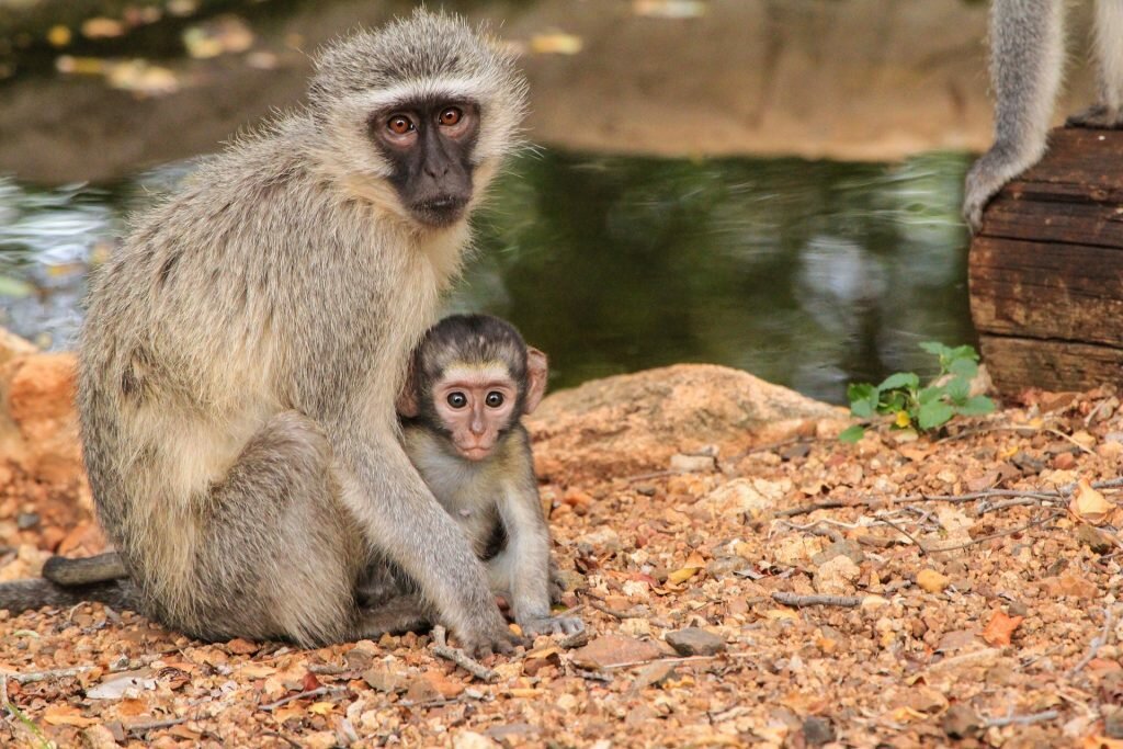 Monkey World in Dorset